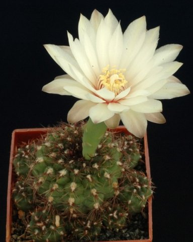 Gymnocalycium_mesopotamicum